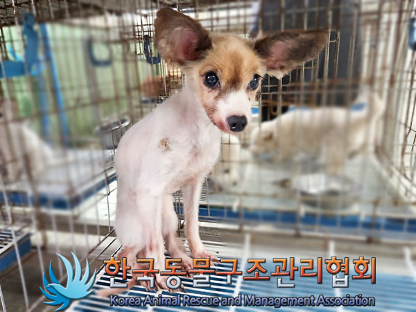 한국동물구조관리협회_411311202300878